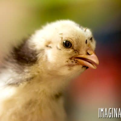 Incubator versus Broody Hen: Chick Hatching Pros and Cons