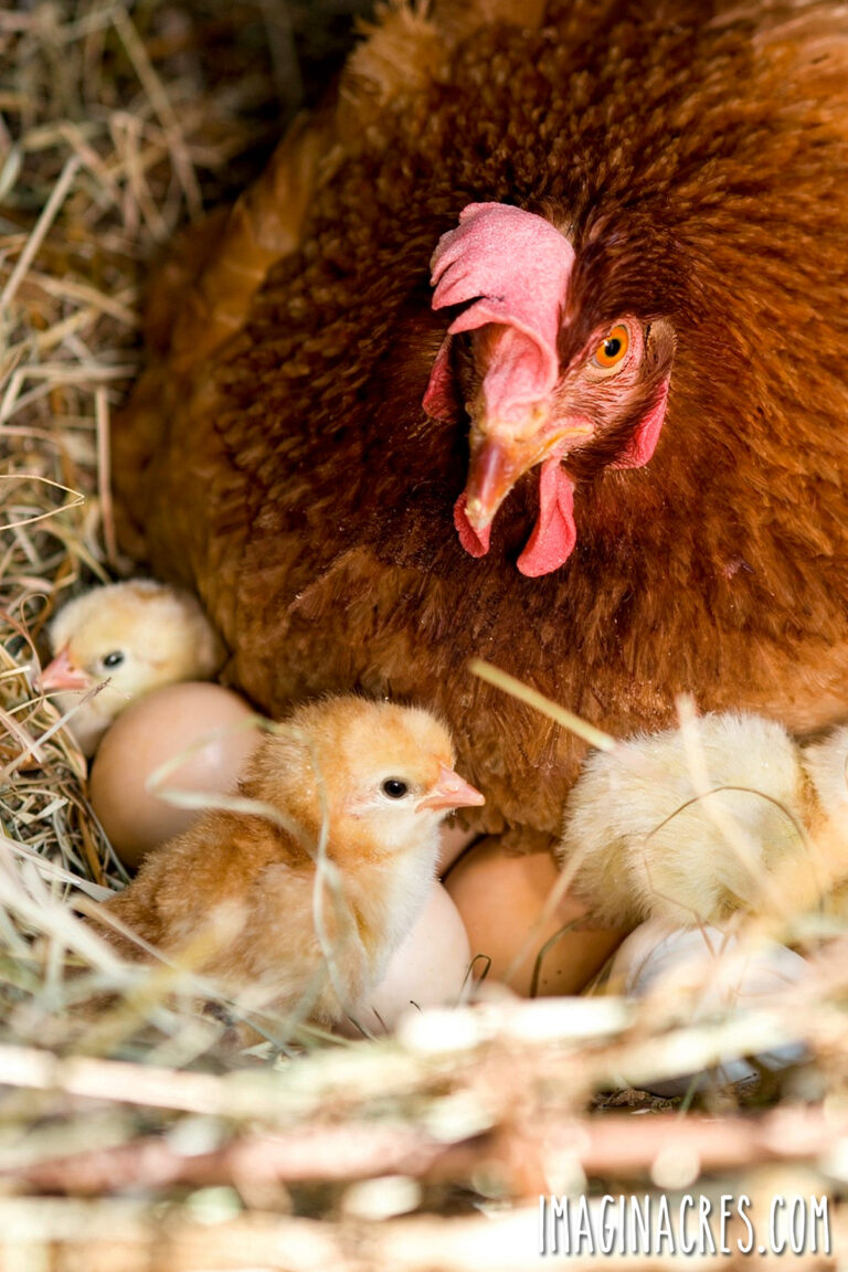 Baby chicks peeking out from under an orange broody hen resting on a nest.