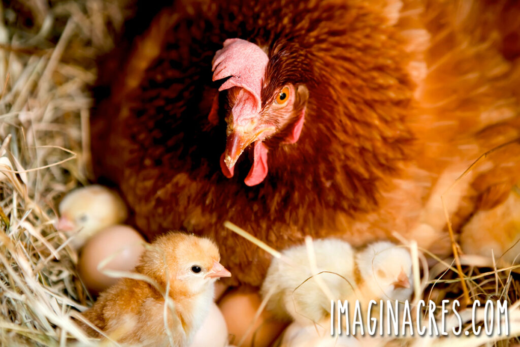 Orange broody hen sitting on a nest with freshly hatched baby chicks and broken eggshells.