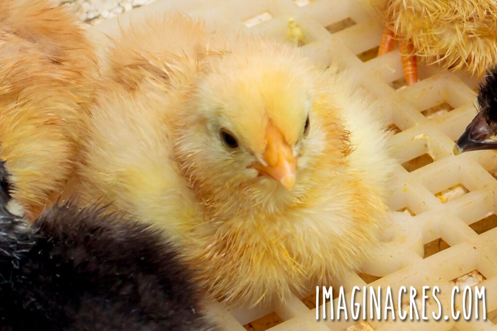 Newly hatched yellow and black chicks resting inside a chicken egg incubator.