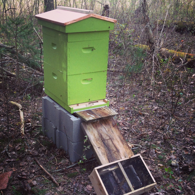 bee hive in the woods