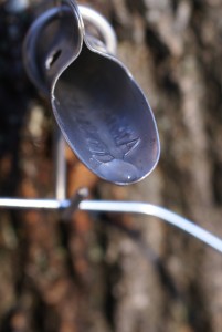 Did you know making maple syrup is possible in urban areas? We tap the maple trees in our backyard every year and use a turkey fryer to boil the sap. Find out how here!