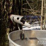 Do you have maple trees on your property? If so, with a just a few basic supplies and plenty of time you can be making maple syrup right in your own backyard in spring.