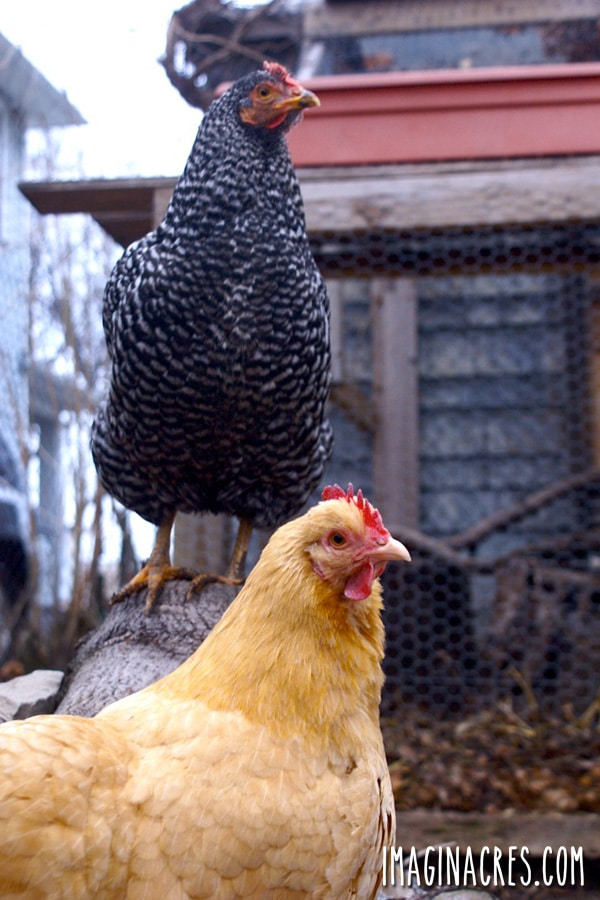 10 Things about Raising Chickens You Won't Read in Books