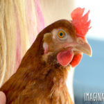 female holding a red hen