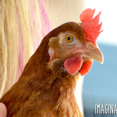 10 Things About Raising Chickens You Won’t Read in Books