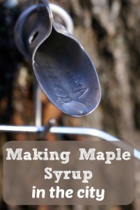 Did you know making maple syrup is possible in urban areas? We tap the maple trees in our backyard every year and use a turkey fryer to boil the sap. Find out how here!