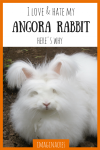 Angora rabbits are adorable and troublesome all at once. Here's 8 reasons why I love (and hate) my angora rabbit