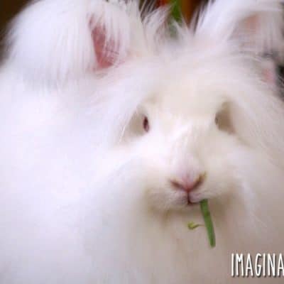 8 Reasons Why I Love (and Hate) My Angora Rabbit