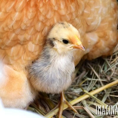 Introducing Chicks to a Broody Hen