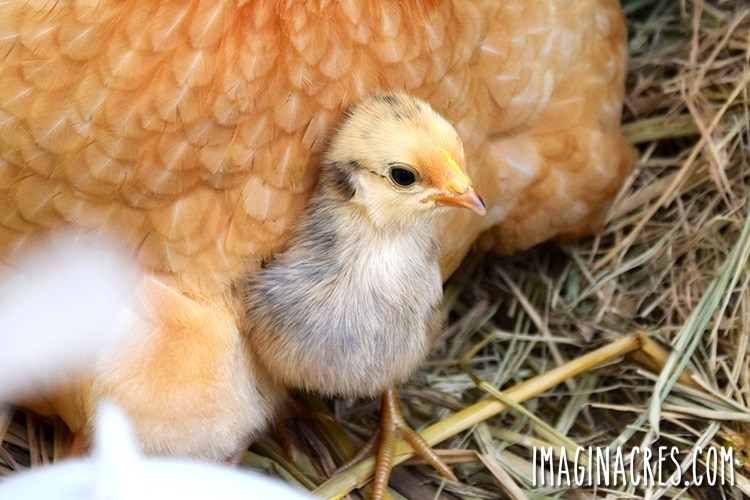 chick peeking out from under her adopted mother hen