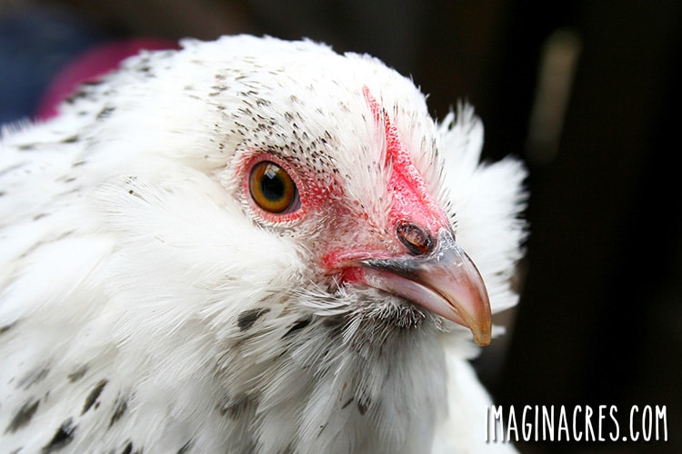 Make sure your chickens are safe for the night by counting them before your close up the coop.