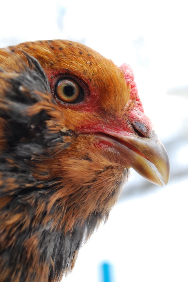Chickens don't love snow, but I love taking photos of them in it!
