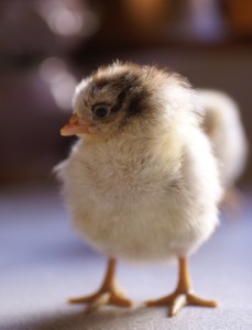 Our new batch of babies is so adorable, we want to share them with the whole world! Enjoy this beautiful bounty of chick photos and get to know the newest members of our flock!