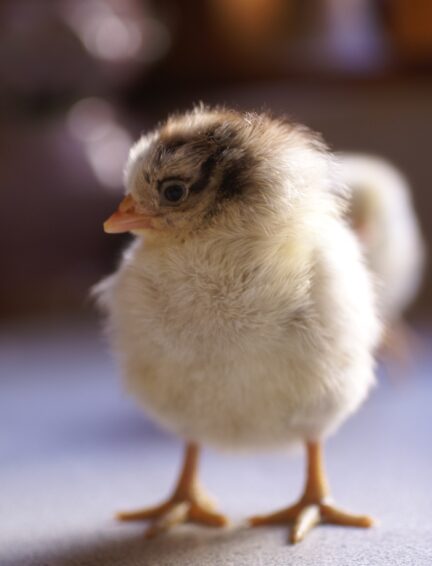 Chick Pic Bonanza