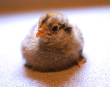 Chick Pic Bonanza