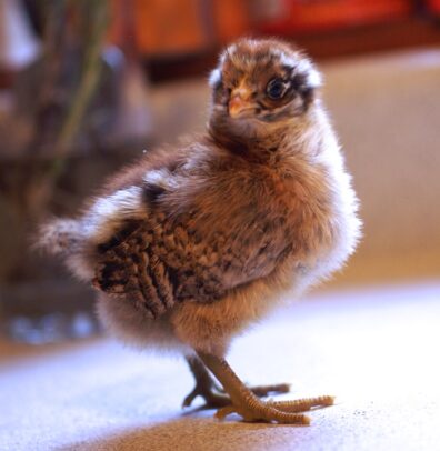 Chick Pic Bonanza