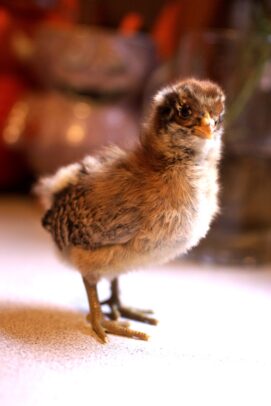 Chick Pic Bonanza