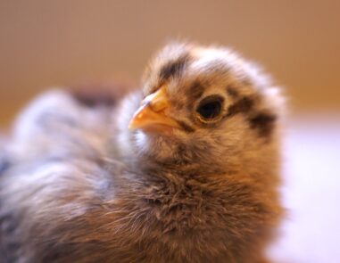 Chick Pic Bonanza