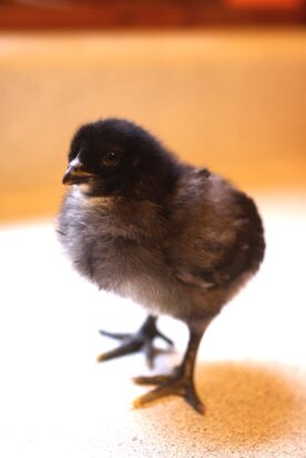 Chick Pic Bonanza