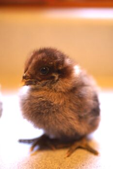 Chick Pic Bonanza