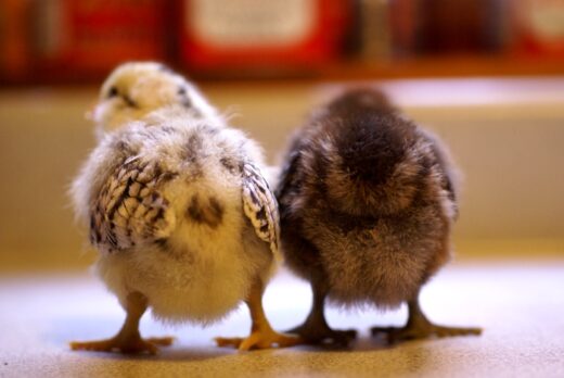 Chick Pic Bonanza