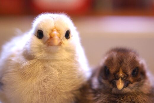 Chick Pic Bonanza