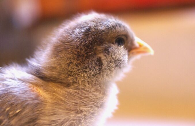 Chick Pic Bonanza