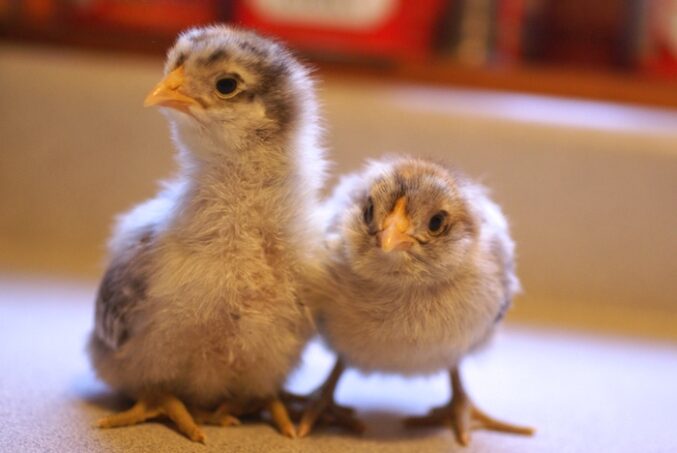 Chick Pic Bonanza
