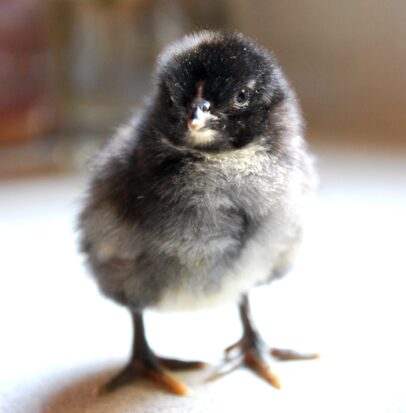Chick Pic Bonanza