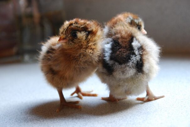 Chick Pic Bonanza