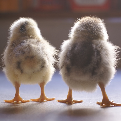 There are five new chicks at ImaginAcres, and they're chock full of cuteness and personality!