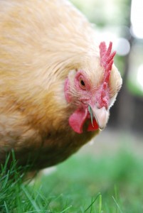 So, you thought you were buying chickens just for some easy access to farm fresh eggs? Think again! Chickens will weasel their way into pet status in a matter of weeks, especially if you let them.