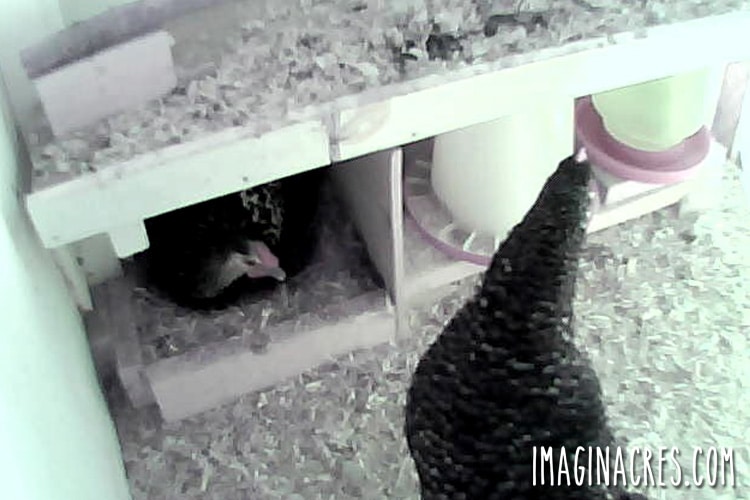 Looking at chickens through a coop cam