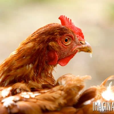 Turn Your Chickens into Pets in 5 Easy Steps