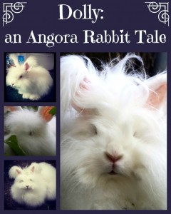 I made the impulsive decision to bring home an Angora rabbit, and then chaos ensued.