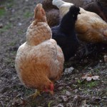 Urban homesteading is fun but boy, is it a lot of work! See what it's like to run a homestead in the city for a day!