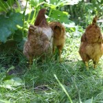 Urban homesteading is fun but boy, is it a lot of work! See what it's like to run a homestead in the city for a day!