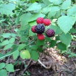 Urban homesteading is fun but boy, is it a lot of work! See what it's like to run a homestead in the city for a day!