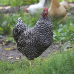 Urban homesteading is fun but boy, is it a lot of work! See what it's like to run a homestead in the city for a day!