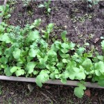 Urban homesteading is fun but boy, is it a lot of work! See what it's like to run a homestead in the city for a day!