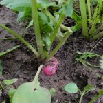 Urban homesteading is fun but boy, is it a lot of work! See what it's like to run a homestead in the city for a day!