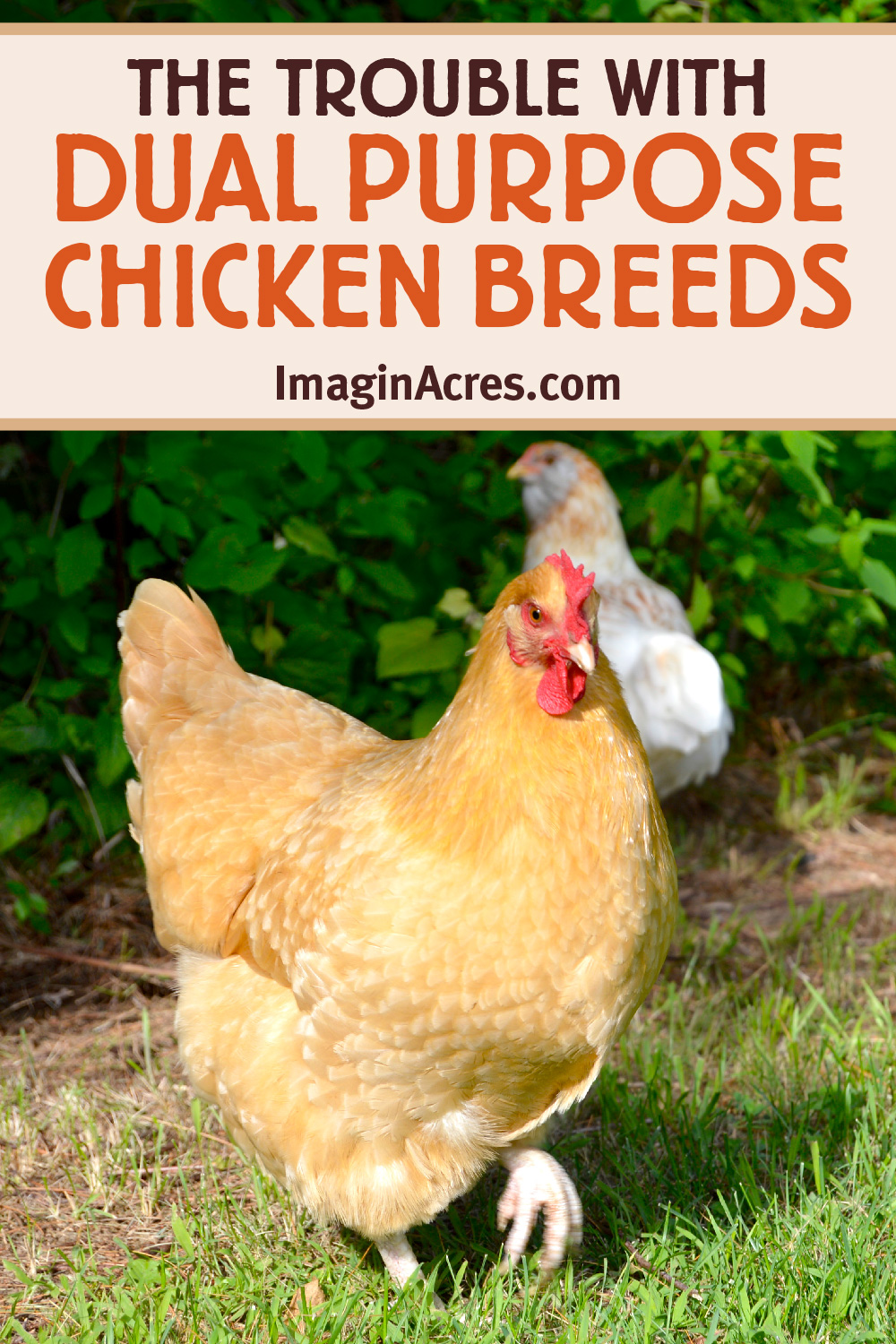 Buff orpington hen free ranging with text overlay that reads the trouble with dual purpose chicken breeds.