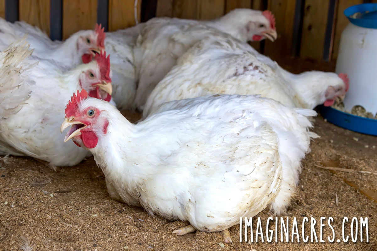 White broiler meat chickens laying in a chicken pen.