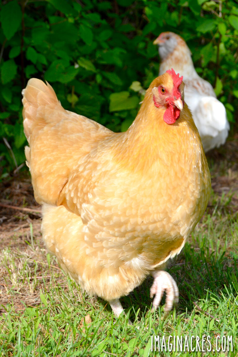 Buff orpington hen free ranging on green grass.