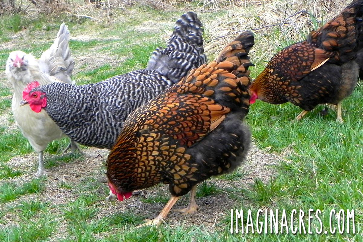 A flock of dual purpose chickens foraging in the grass.
