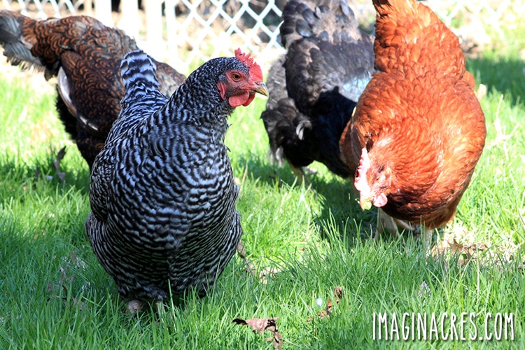 the-trouble-with-dual-purpose-chicken-breeds-imaginacres