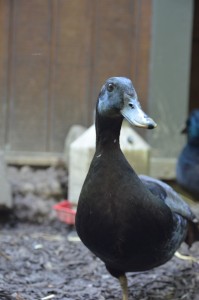 Raising ducks has major pros and major cons. Here's everything we love about raising ducks!