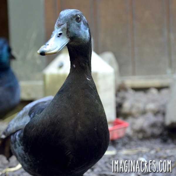 black duck in coop