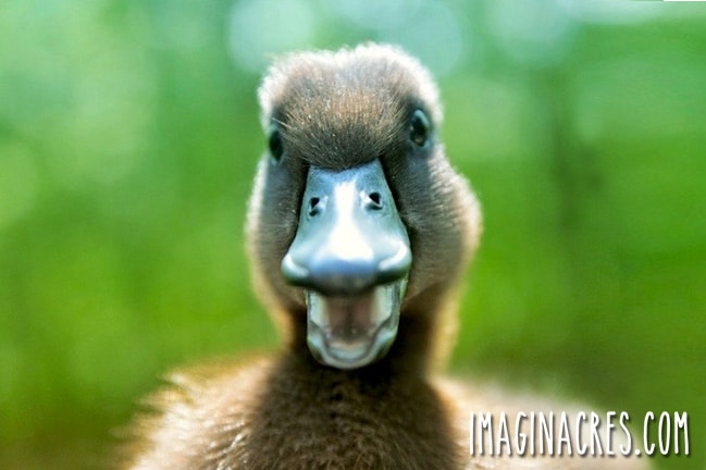 Are you thinking about raising backyard ducks? Keeping ducks on your homestead is a great option for eggs and pest control. Raising ducks has major pros and cons. Here's everything we love about raising ducks!